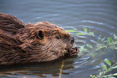 beavers smell like vanilla.